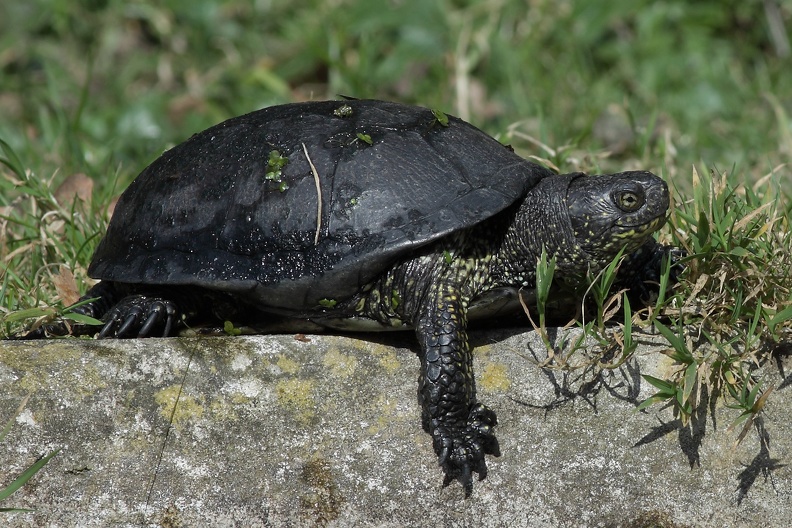 Sumpfschildkroete 