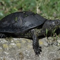 Sumpfschildkroete 