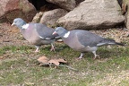 Taubenbalz