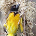 Webervogel beim Nestbau
