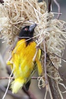 Webervogel beim Nestbau