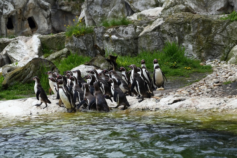 Tiergarten Schönbrunn Wien:Humboldt-Pinguine sind Koloniebrüter,viele ihrer Verhaltensweisen laufen synchron ab tiergarten_schoenbrunn_humboltpinguine_9810.jpg