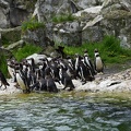 tiergarten_schoenbrunn_humboltpinguine_9810.jpg