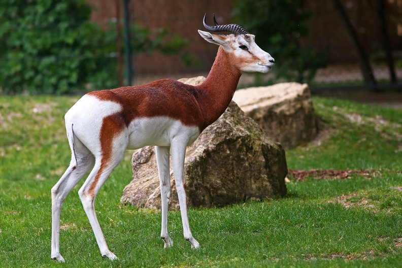 Tiergarten Schönbrunn Wien:Die Mhorrgazelle ist die westliche Unterart der Damagazelle und galt schon als ausgestorben bis eine Restpopulation in Zoos gebracht wurde um die Art zu erhalten tiergarten_schoenbrunn_mhorrgazelle_9829.jpg