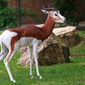 tiergarten_schoenbrunn_mhorrgazelle_9829.jpg