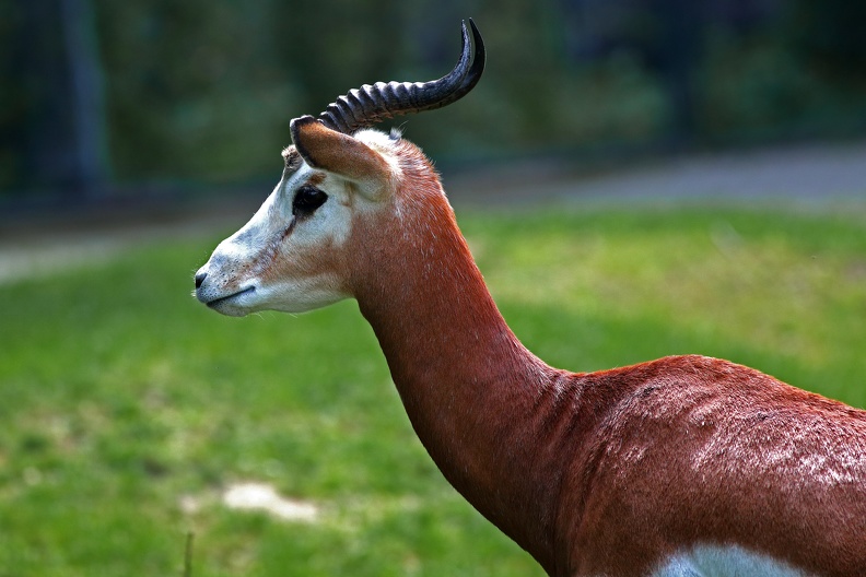 Mhorrgazelle