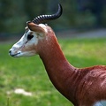 Mhorrgazelle