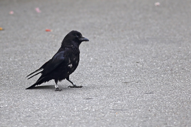 Tiergarten Schönbrunn Wien: Diese wildlebende Rabenkrähe ist zu wissenschaftlicher Erforschung mit einem weißen Ring beringt tiergarten_schoenbrunn_rabenkraehe_beringt_9818.jpg