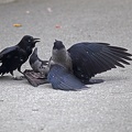 tiergarten_schoenbrunn_streit_rabenkraehen_9812.jpg