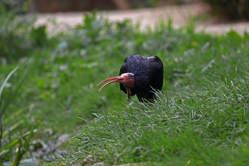 Tiergarten Schönbrunn Wien: Bis ins 17. Jahrhundert war der Waldrapp im Balkan über Ungarn, Italien, Österreich, Schweiz, Süddeutschland, Nordafrika und den Nahen Osten verbreitet.Heute leben nur noch wenige Brutpaare im Nationalpark Souss Massa in Marokko und eine Kolonie in der Türkei.Auswilderungsprojekte u.a. mit Vögeln aus Schönbrunn sind erfolgreich,vielleicht kann die Art erhalten werden tiergarten_schoenbrunn_waldrapp_9789.jpg
