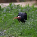 tiergarten_schoenbrunn_waldrapp_9789.jpg