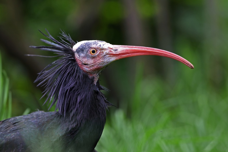 tiergarten_schoenbrunn_waldrapp_portraet_9783.jpg