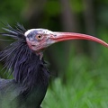 tiergarten_schoenbrunn_waldrapp_portraet_9783.jpg