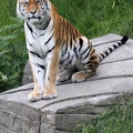 Sibirischer Tiger