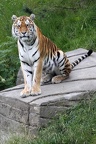 Sibirischer Tiger (3348 visits) Zoo Wuppertal: Der sibirische Tiger ist mit einer Körperlänge von bis zu 2,2m die größte lebende... Sibirischer Tiger