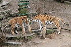 Tigerfamile (3122 visits) Zoo Köln: Ungewöhnlich an diesem Foto ist, dass der Kater die 3 Jungtiere akzeptiert und mit den J... Tigerfamile