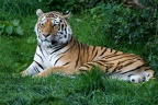 Sibirischer Tiger
