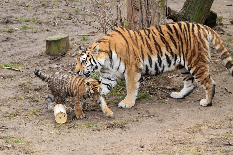 tiger_jungtier_0381.JPG