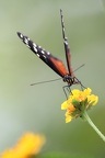 Tiger-Passionsblumenfalter auf Blüte