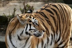 Tigerblick (3426 visits) Zoo Köln: Das Tigerweibchen lässt die drei Jungtiere nicht aus dem Blick. Tigerblick