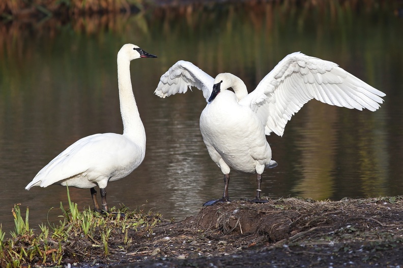 Zoo Köln:Der Trompeterschwan ist mit 150-180 cm Körperlänge der größte, wenn auch nicht der schwerste Schwan,im Frühjahr besetzt das Paar den Brutplatz trompeterschwan_8252.jpg