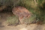 Versteinertes Holz (1976 visits) Burgers Zoo Arnheim: Versteinertes Holz entsteht durch den Prozess der Verkieselung (Einbau von Kies... Versteinertes Holz