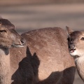 Vietnamesischer Sikahirsch