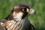 Wanderfalke im Porträt