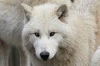 Wolfsporträt