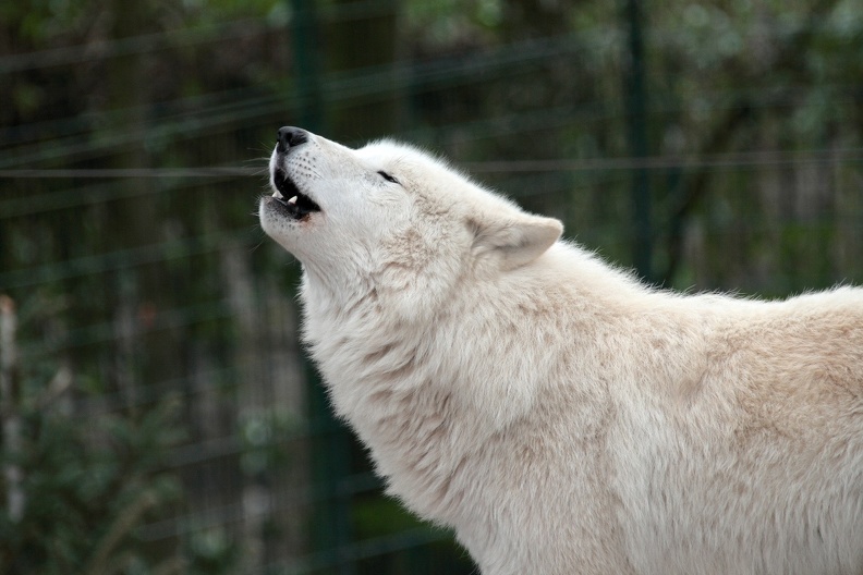 wolf_8402.JPG