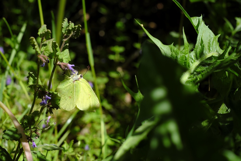Der Zitronenfalter ist ein Schmetterling aus der Familie der Weißlinge. Das Artepitheton leitet sich von Kreuzdorn ab, einer Pflanzengattung, deren Blätter den Raupen als Nahrung dienen. Der Zitronenfalter war in Deutschland das Insekt des Jahres 2002. zitronenfalter_am_wegesrand.jpg