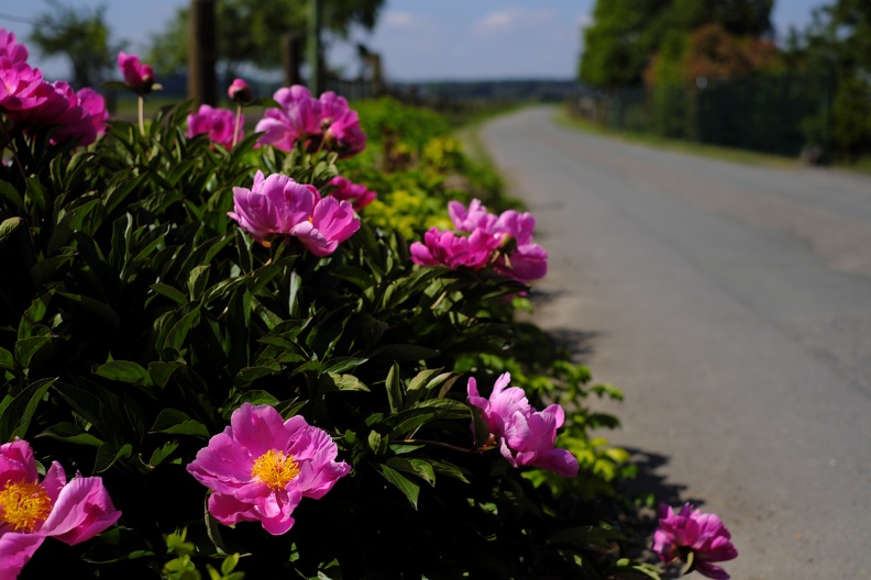 Wildrose am Wegesrand