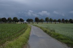 Baumreihe im Gewitter
