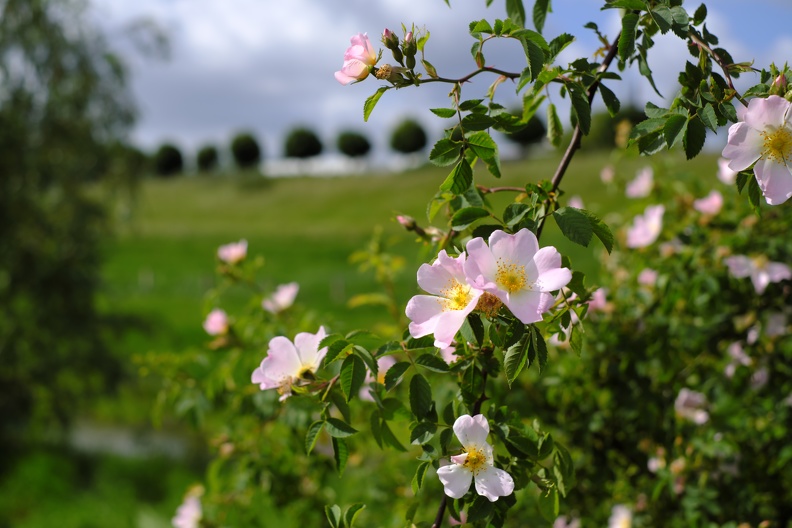 Rosa Wildrose