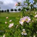 Rosa Wildrose