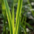 Sumpf Schwertlilie