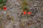 Mohn 