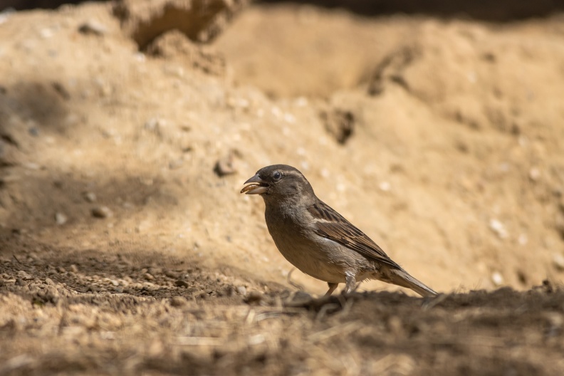 Haussperling Weibchen