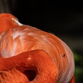 flamingo_mit_fliege_0626.jpg