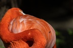 Flamingo mit Fliege 