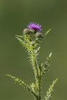 Distel