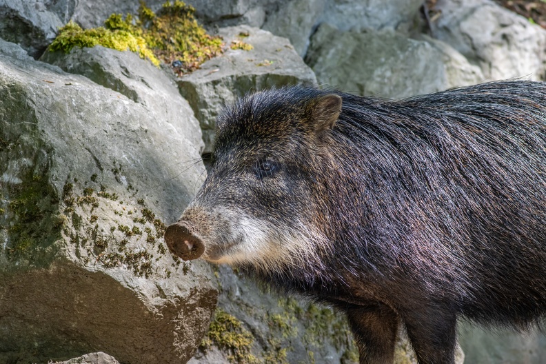 Südliches Weissbartpekari 