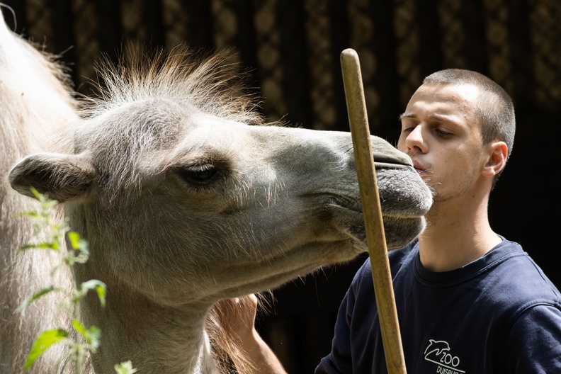 Trampeltier mit Zootierpfleger