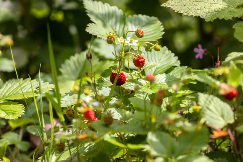 Im Insektengarten neben der Gorilla Freianlage sind die ersten Wald-Erdbeeren reif wald_erdbeere_2837.jpg