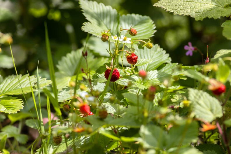 Wald Erdbeeren