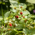 Wald Erdbeeren