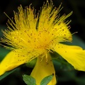 Gelbe Anemone Blüte