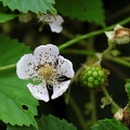 Brombeer Blüte