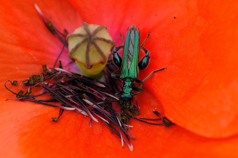 Bockkäfer im Mohn