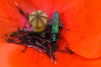 Bockkäfer im Mohn
